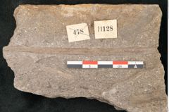 Foto (Detailansicht) von Voltzia heterophylla Brongniart (NHMW-GEO-2024-0188-11128)